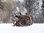 Postkartenbuch - Pferde im Schnee